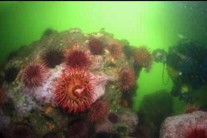 fish-eating anemones