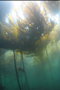 BULL KELP