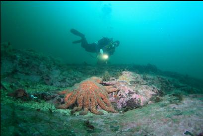 sunflower stars on reef