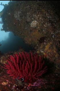 FISH-EATING ANEMONE