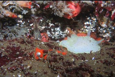 SHRIMP AND NUDIBRANCH