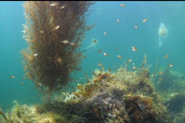 juvenile perch, seaweed and lion's manes in background