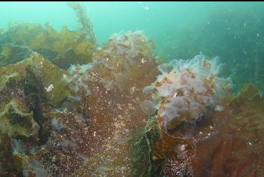 hodded nudibranchs