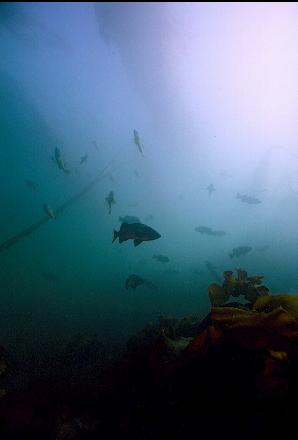 BLACK ROCKFISH