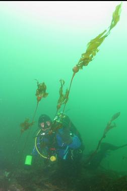 ANDREW AND SMALL BULL KELP