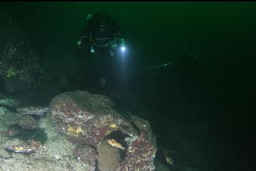 ROCKFISH AT BASE OF WALL