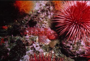 RED IRISH LORD, URCHINS, AND BURROWING CUCUMBERS AT BASE OF WALL