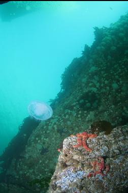 jellyfish by wall under dock