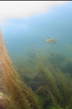 perch in shallows