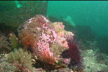 pink hydrocoral on rock