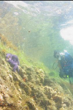 near surface