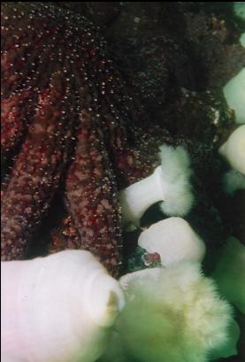 SUNFLOWER STAR AND PLUMOSE ANEMONES