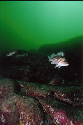 COPPER ROCKFISH