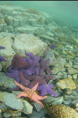 seastars in bay