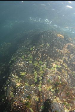 anemones under boat