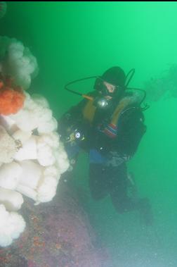 plumose anemones