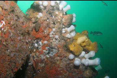 nudibranch on yellow sponge