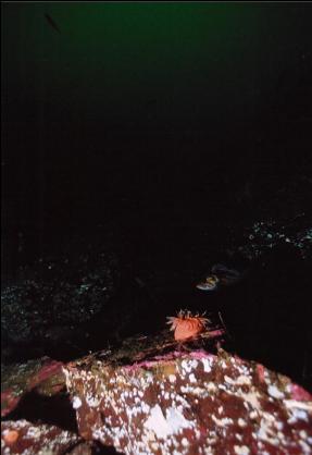 SWIMMING ANEMONE