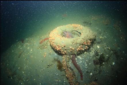 cup corals on a tire