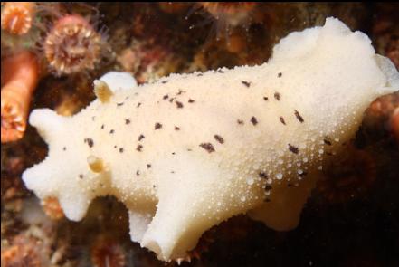 nudibranch