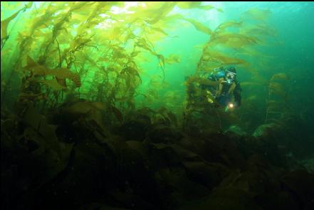 giant kelp