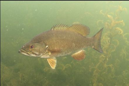 cropped close-up of bass