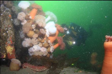 anemones at the base of the wall