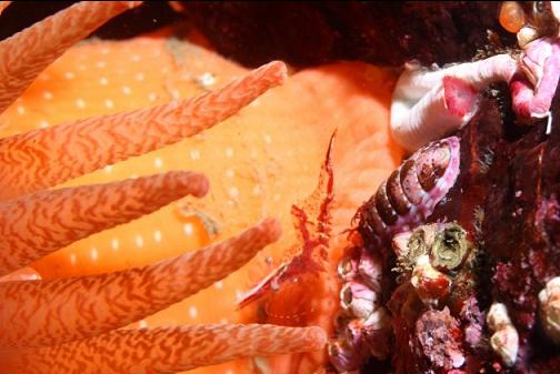 shrimp under an anemone