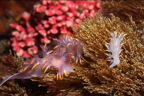 nudibranchs 