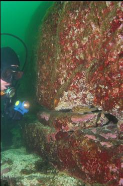 LOOKING AT SMALL COPPER ROCKFISH