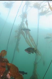 ROCKFISH IN KELP