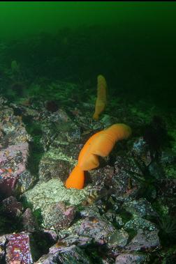 SEA PENS AND YOUNG QUILLBACK ROCKFISH