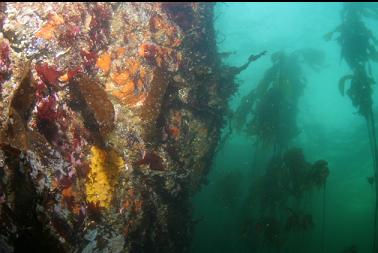 KELP AND SHALLOW WALL