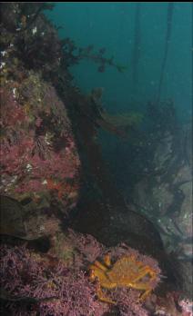 CRAB ON CORALLINE ALGAE