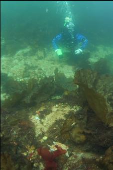 BOTTOM KELP IN SHALLOWS