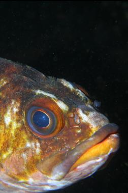 copper rockfish