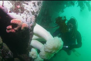 seastar and plumose anemones