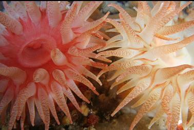 crimson anemones