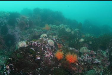 urchins and cucumbers 