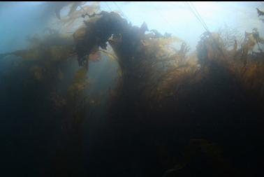 kelp