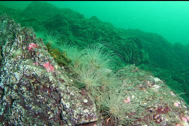 tube-dwelling anemones