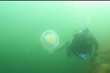 moon jelly