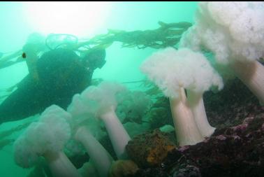 anemones and clump of yellow sponge