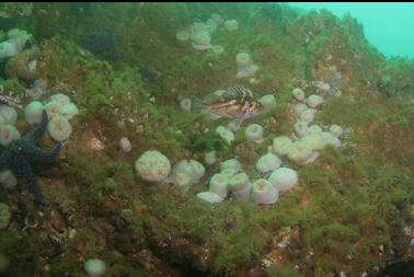 copper rockfish