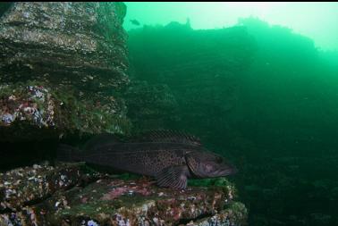 lingcod