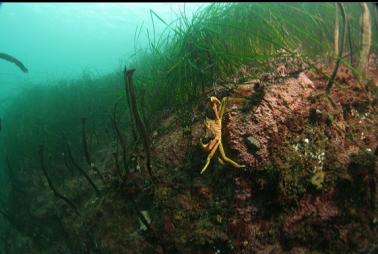 kelp crab