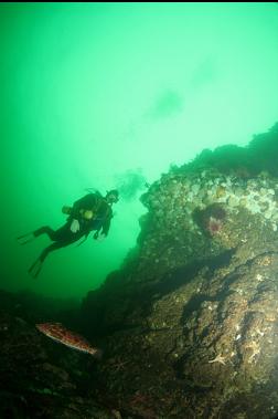 kelp greenling next to wall