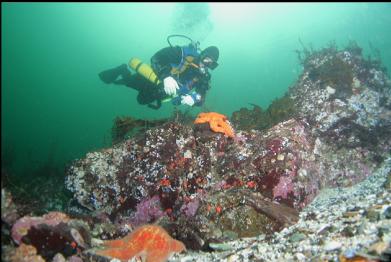 seastars on shallower reef
