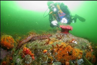 fish-eating anemone