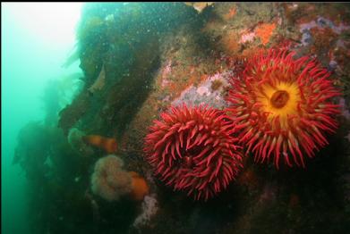 anemones at base of rocky slope